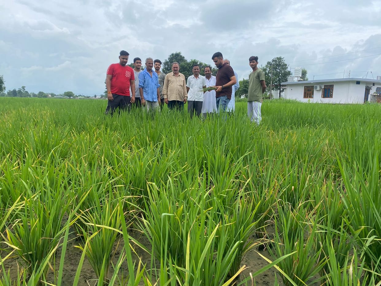 crops of dhaan destroyed by kit and diseses in plain area of ponta sahib velly