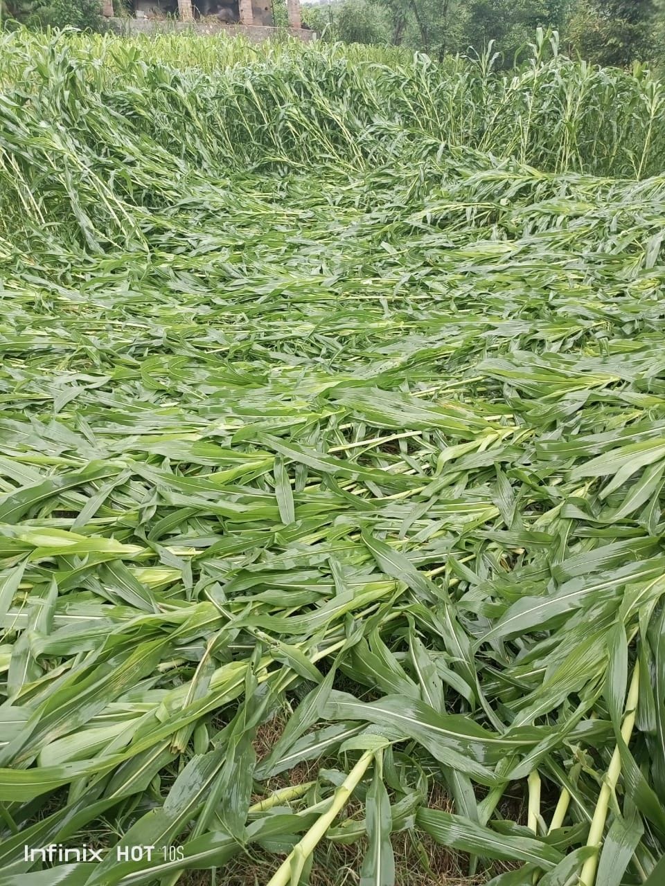 crop effected due to rain