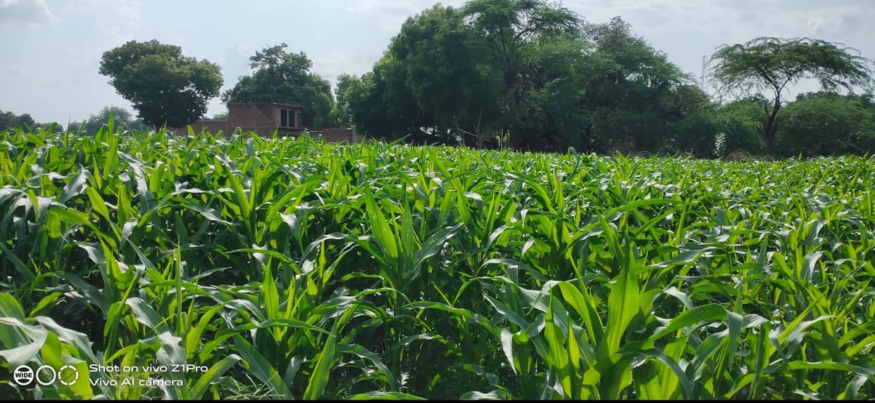 Relief to farmers due to intermittent rains