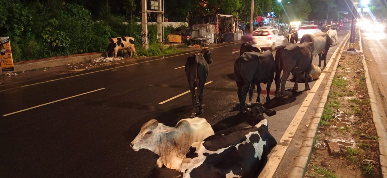 Tender for catching destitute cows continues, Kurukshetra