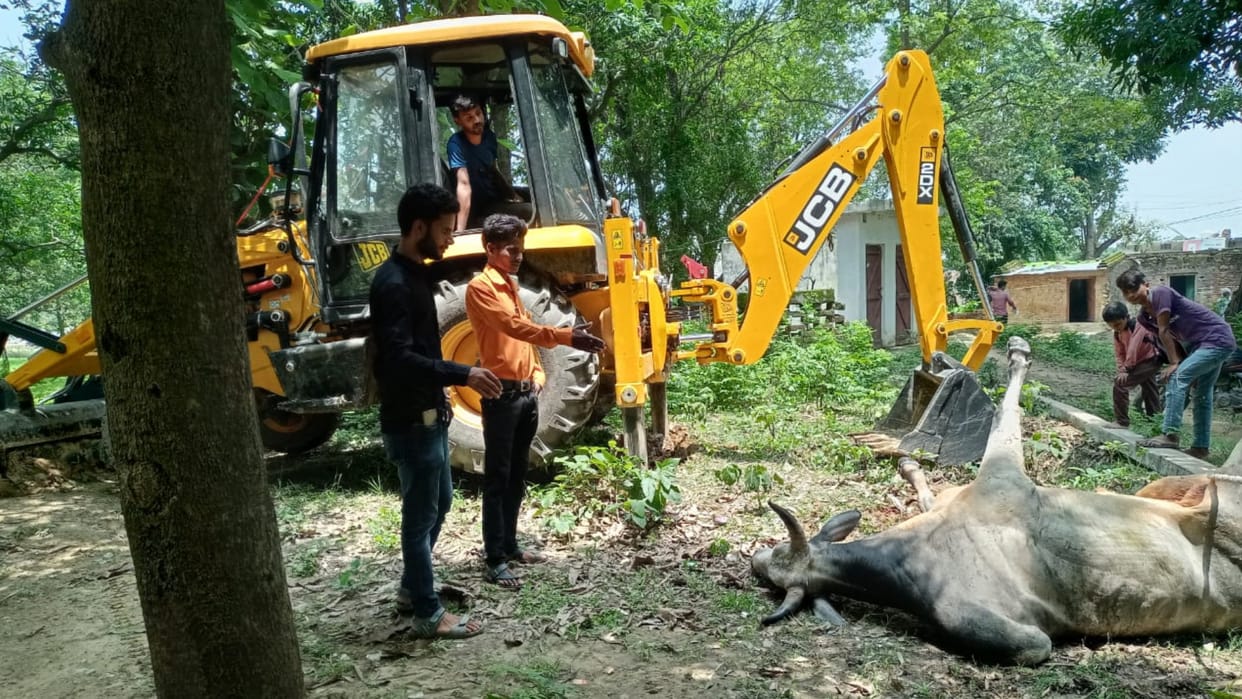 Bull fell in well pulled out from JCB in siddharthnagar