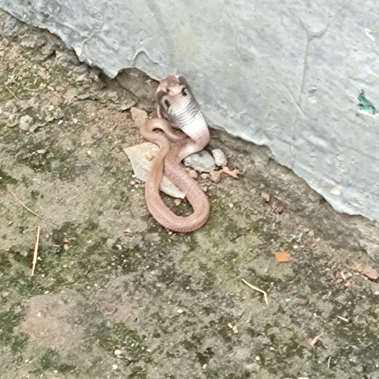 Nag Panchami worlds most dangerous snakes are found here in India