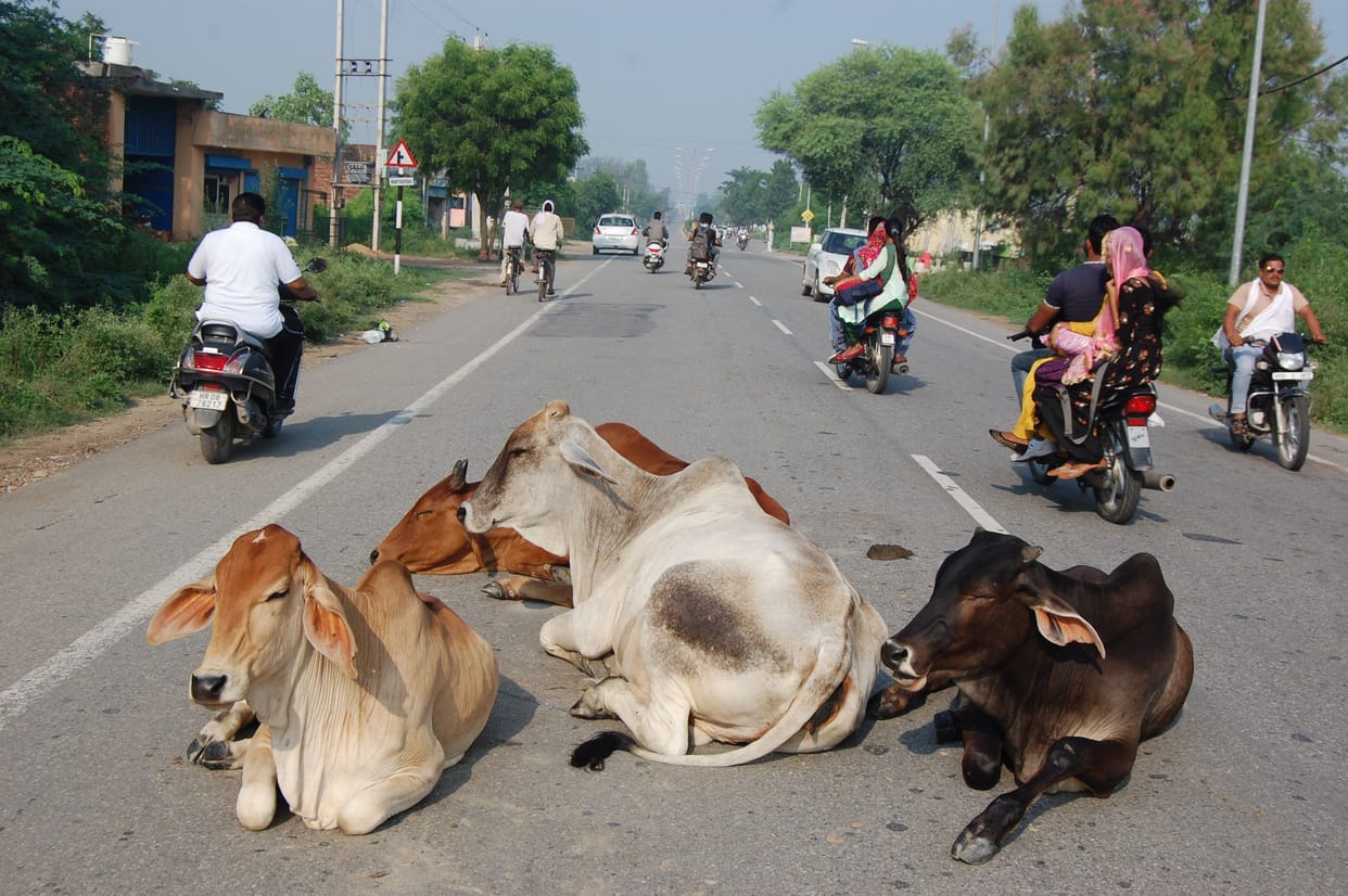 Destitute Animals: As soon as the medicine, the merge increased