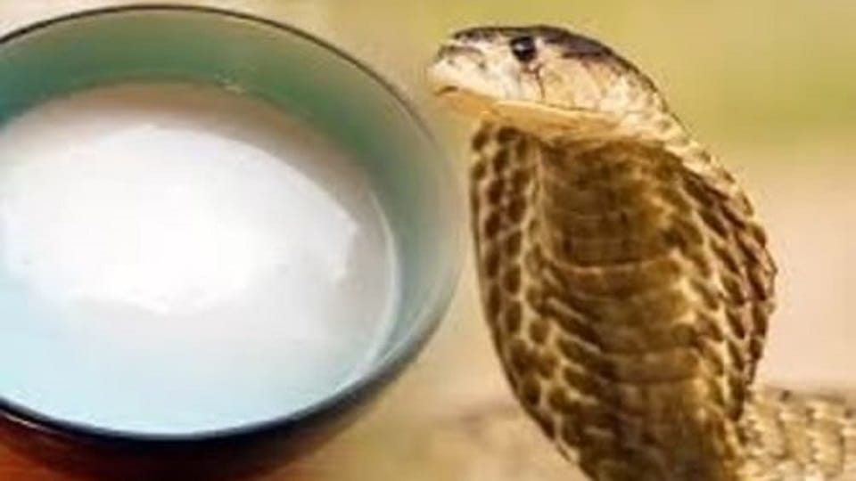 Nag Panchami 2022 Know These Myths And Facts About Snakes