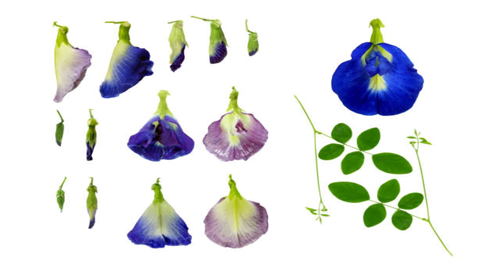 Money Problems Upay Aparajita Flowers Remedies For Wealth And Success In Hindi