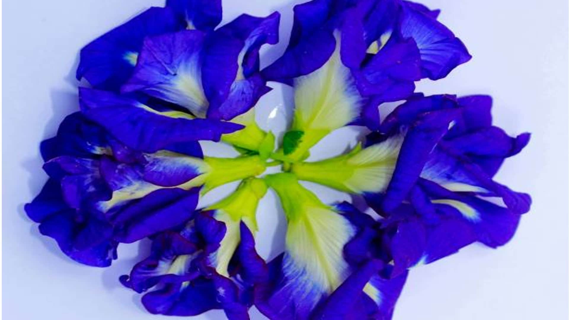 Money Problems Upay Aparajita Flowers Remedies For Wealth And Success In Hindi