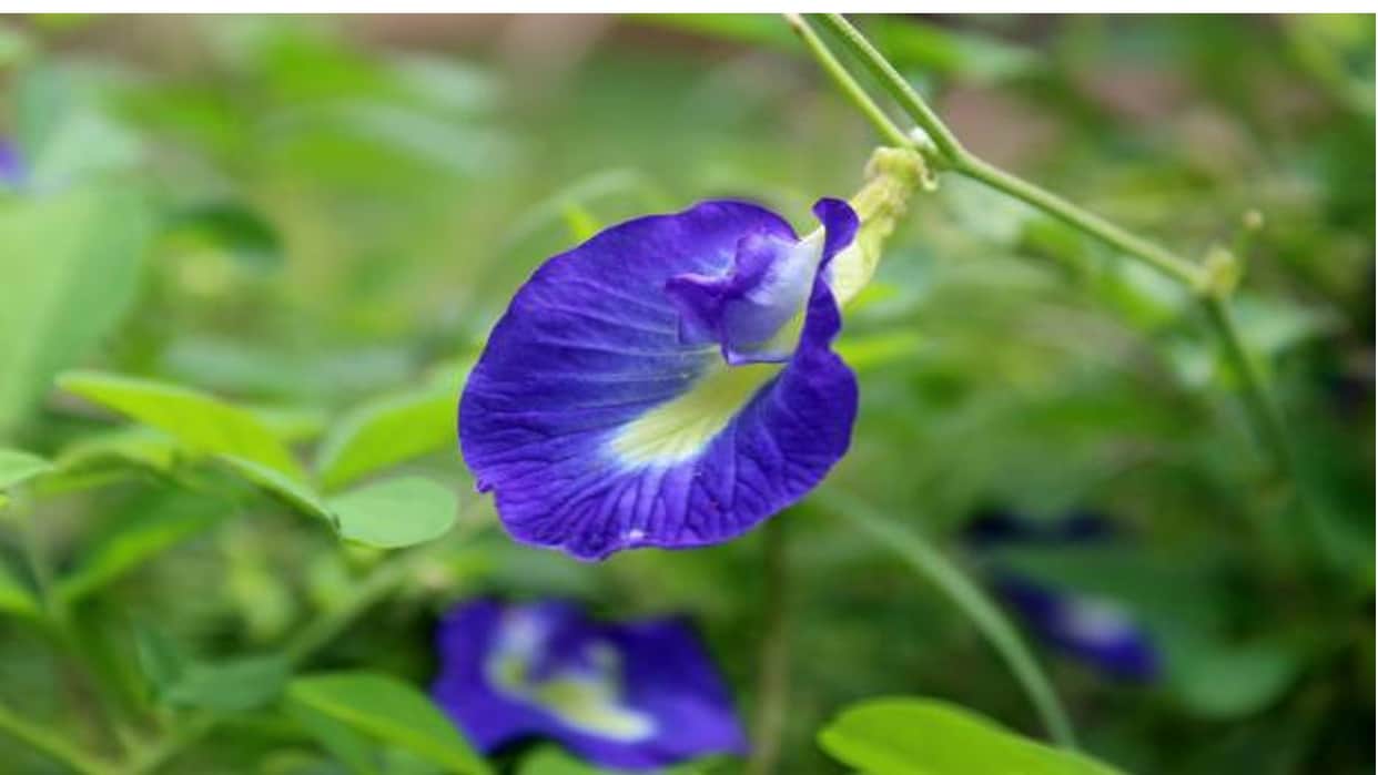 Money Problems Upay Aparajita Flowers Remedies For Wealth And Success In Hindi