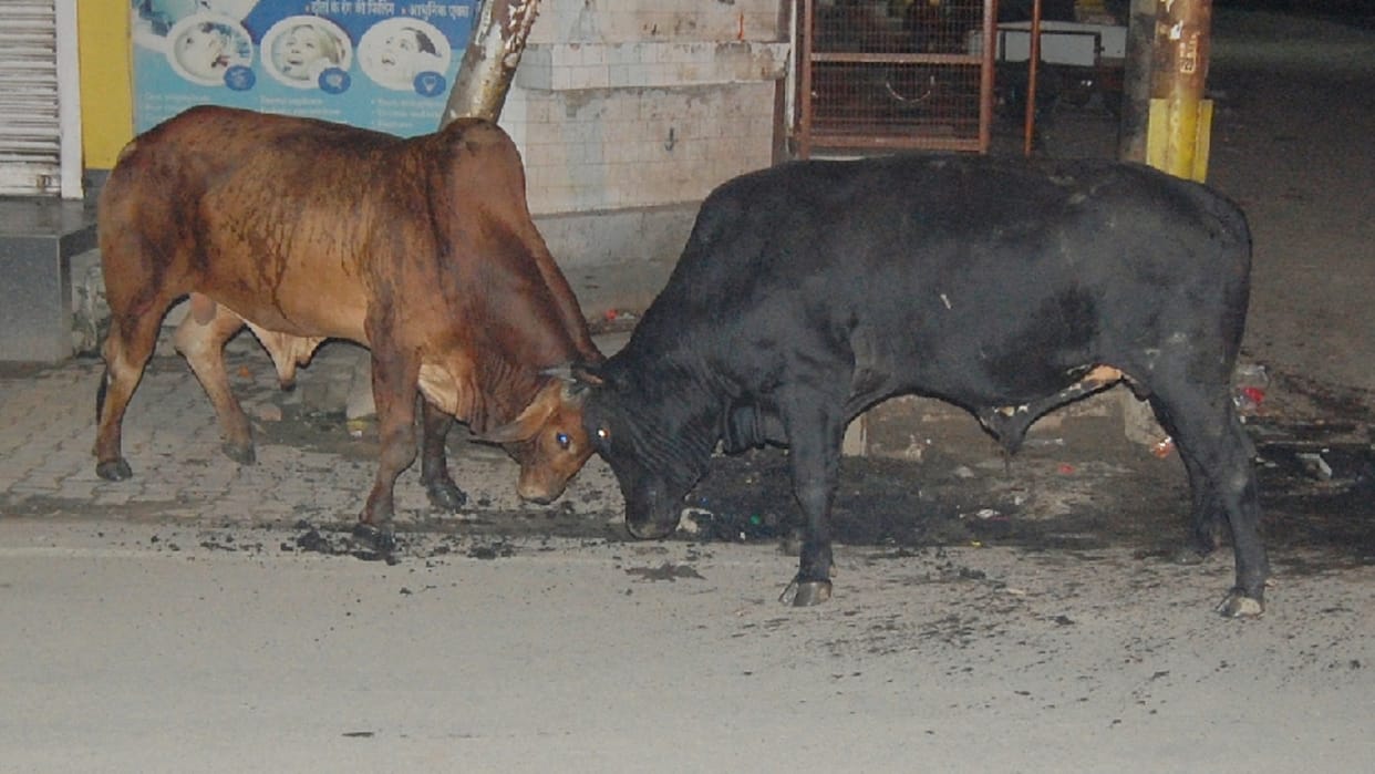 Caught ten thousand cattle in two years yet the terror did not subside
