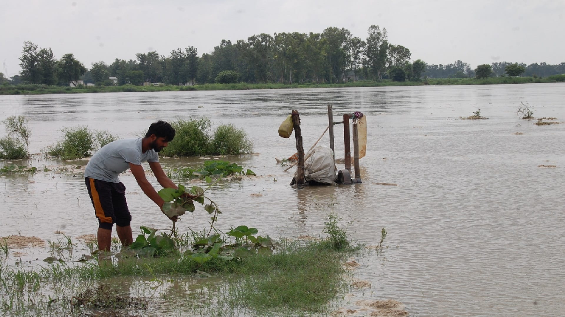 Crops submerged in water of Yamuna in Baghpat and government school is in danger of drowning in Bijnor