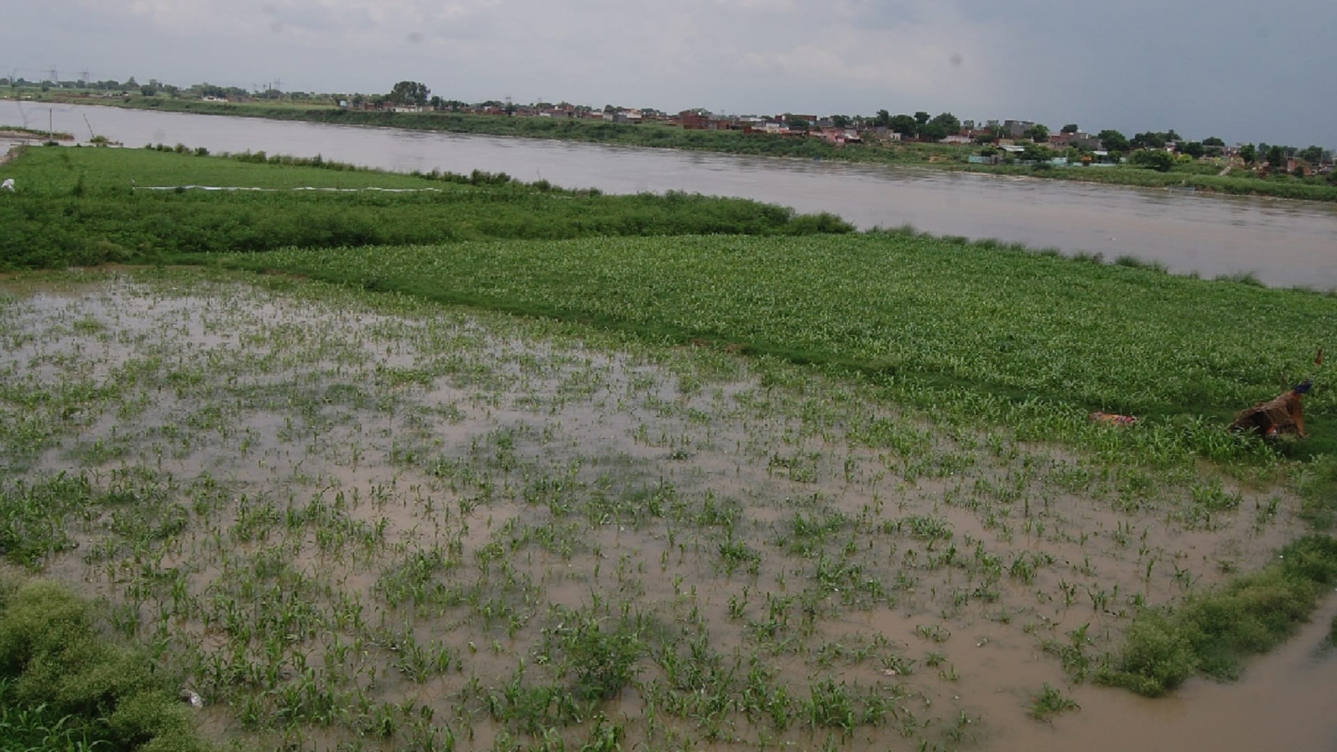 Crops submerged in water of Yamuna in Baghpat and government school is in danger of drowning in Bijnor