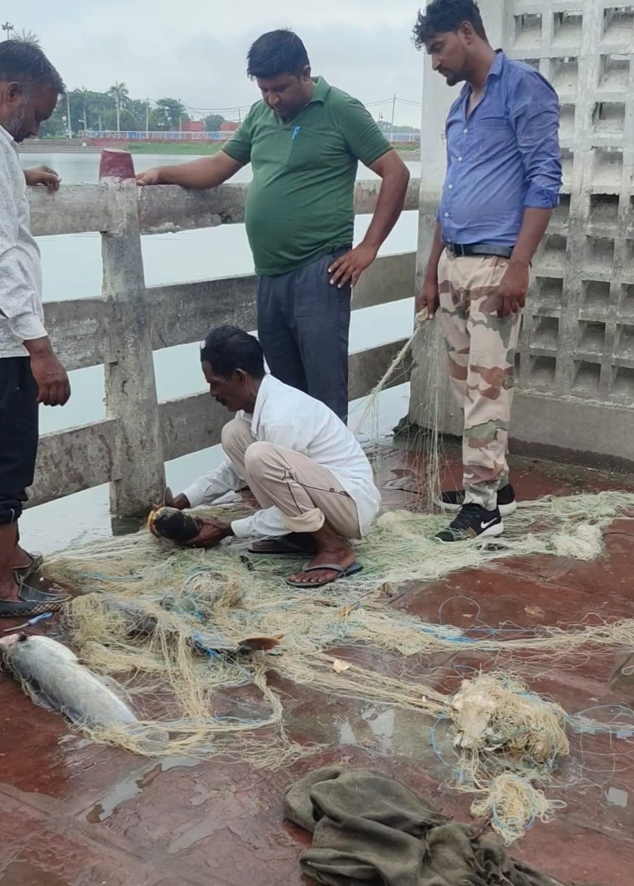 Turtle smugglers laid a trap of conspiracy after collusion, kurukshetra