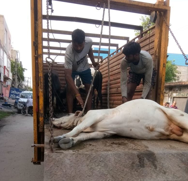 If the incidents increased, then woke up from sleep, caught 40 destitute animals in three days