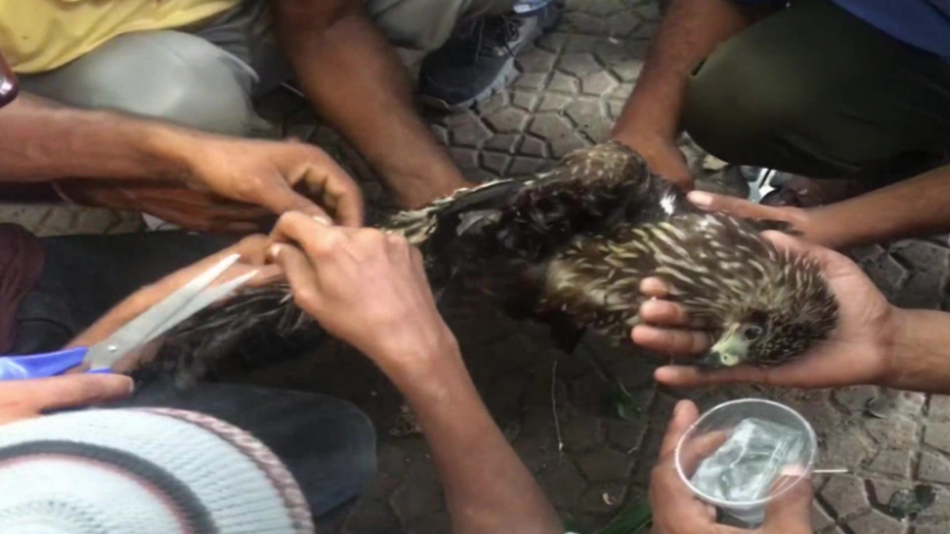 Fire Department officials rescued a bird entangled in a kite string from a tree in Meerut City