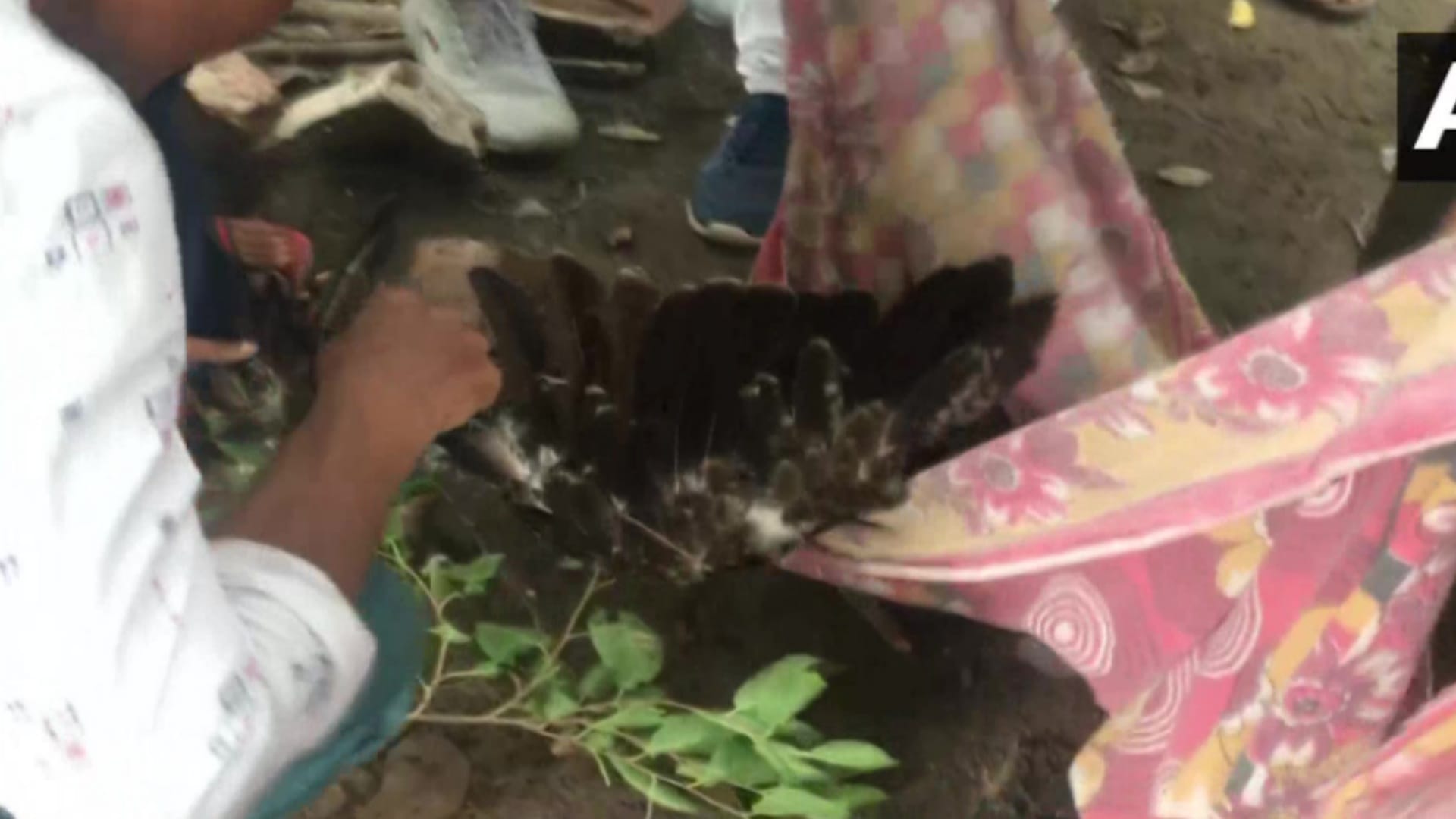 Fire Department officials rescued a bird entangled in a kite string from a tree in Meerut City