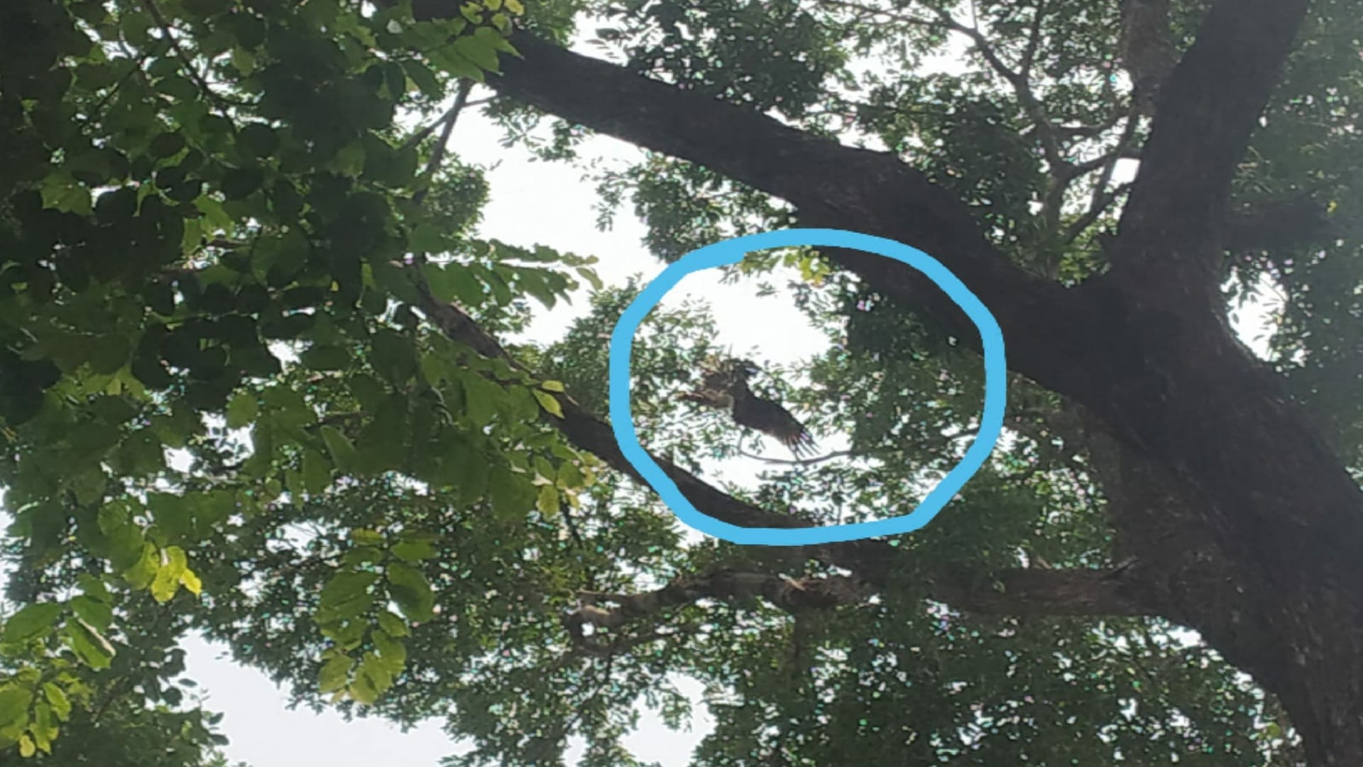 Fire Department officials rescued a bird entangled in a kite string from a tree in Meerut City