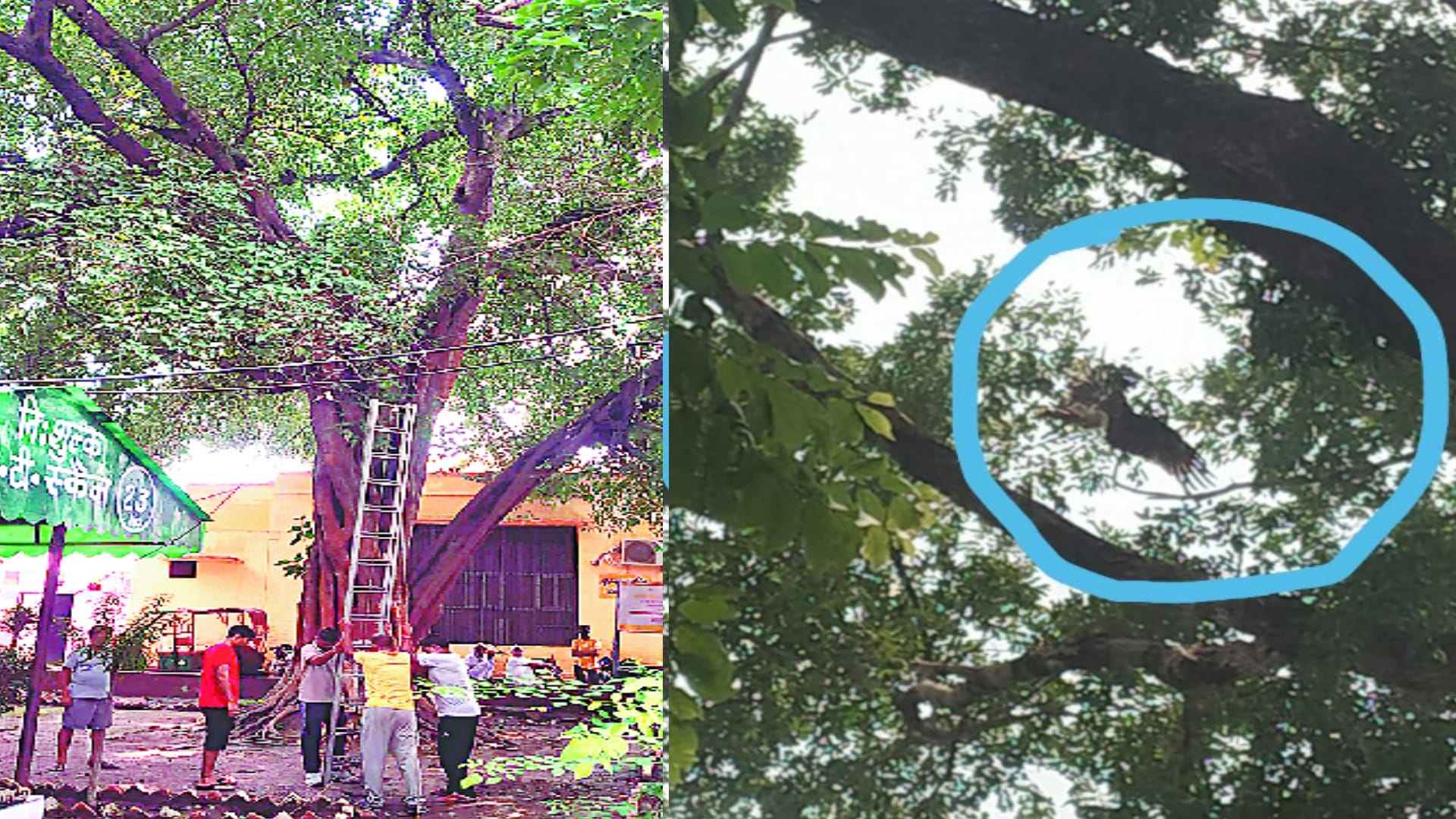Fire Department officials rescued a bird entangled in a kite string from a tree in Meerut City