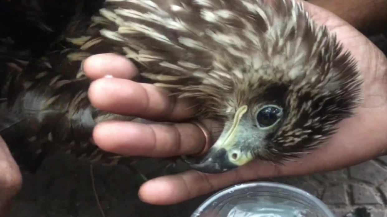 Fire Department officials rescued a bird entangled in a kite string from a tree in Meerut City