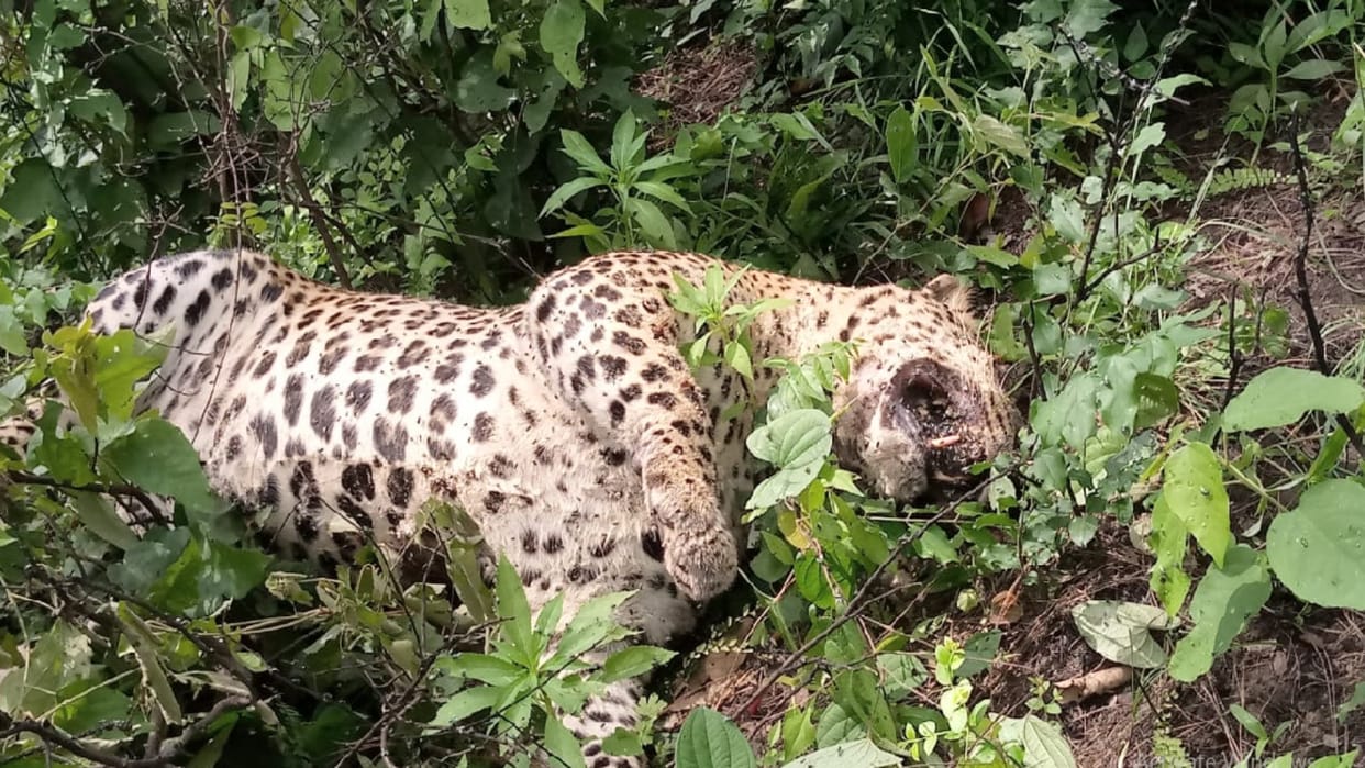 Leopard killed by poachers in Ghumarwin of Bilaspur