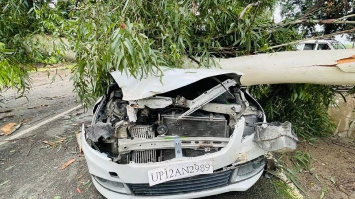 The tree of death fell on the laughing family