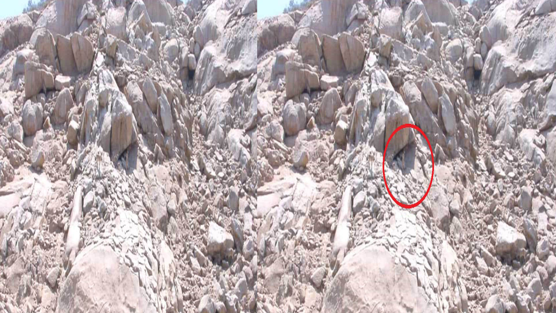 Optical Illusion Quiz With Answers Find Out Hidden Deer From Images Check Your Brain IQ