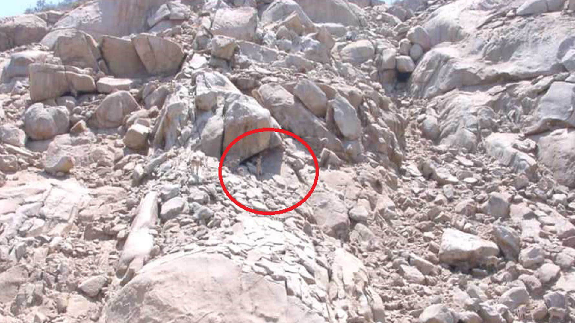 Optical Illusion Quiz With Answers Find Out Hidden Deer From Images Check Your Brain IQ