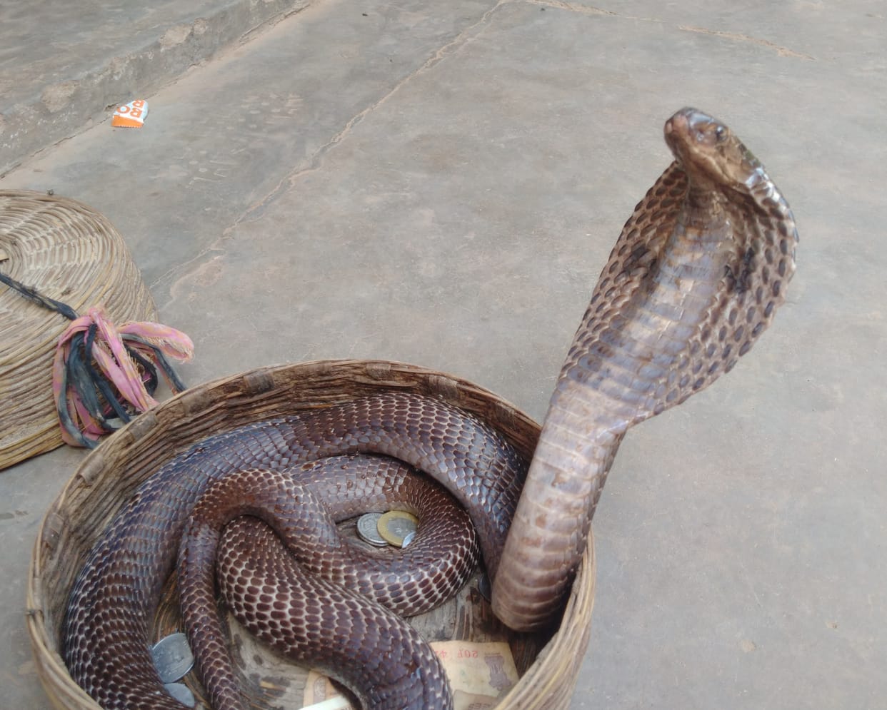 The world's most dangerous snakes are found here