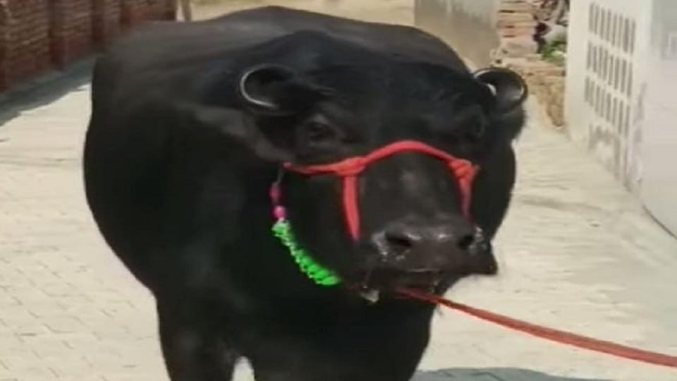 woman evicted from house for not bringing buffalo in dowry at dibai in Bulandshahr