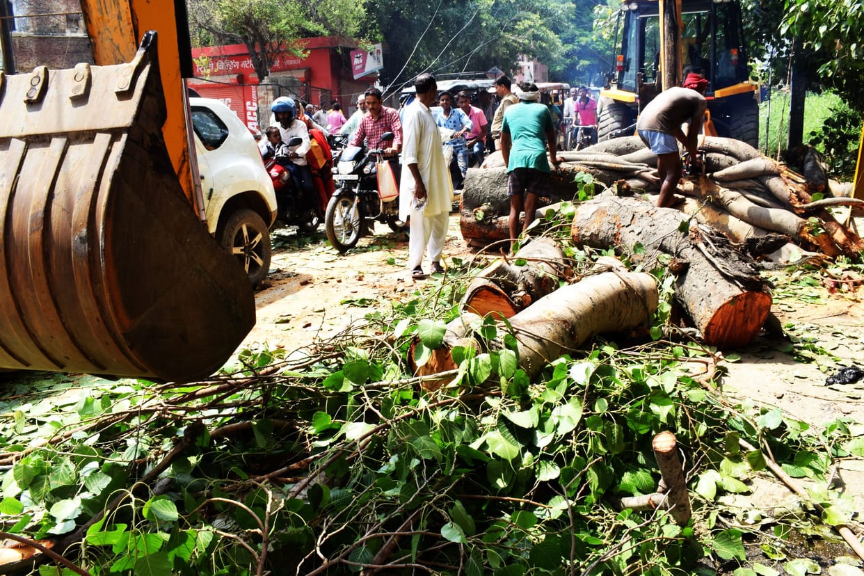 Peepal tree fell on power lines