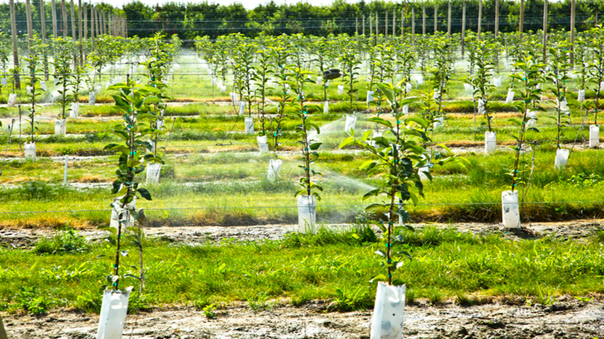 Tree Farming Business Ideas in Hindi Earn Lakhs of Rupees After Starting Mahogany Safeda Sagwan Tree Farming