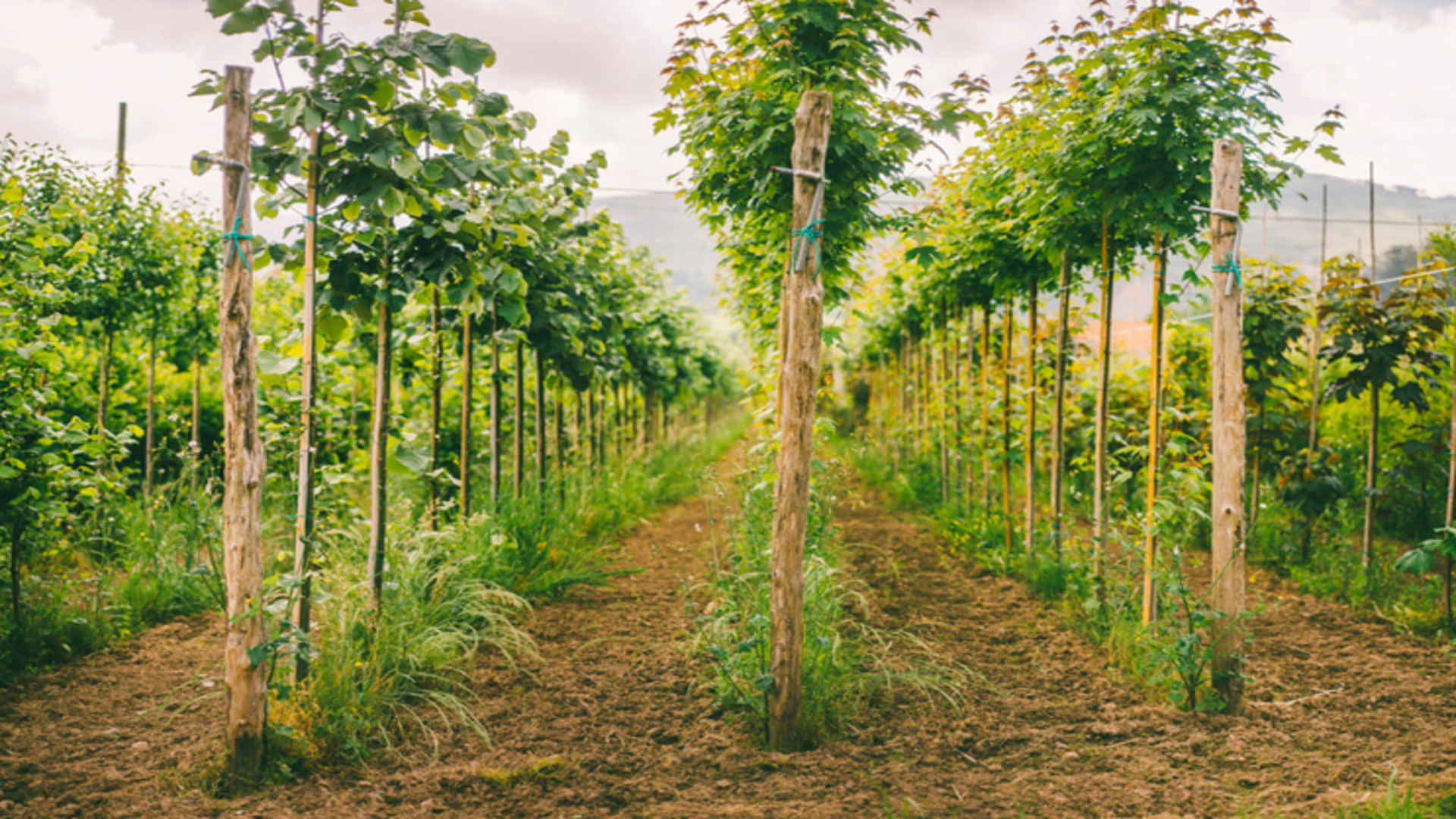 Tree Farming Business Ideas in Hindi Earn Lakhs of Rupees After Starting Mahogany Safeda Sagwan Tree Farming