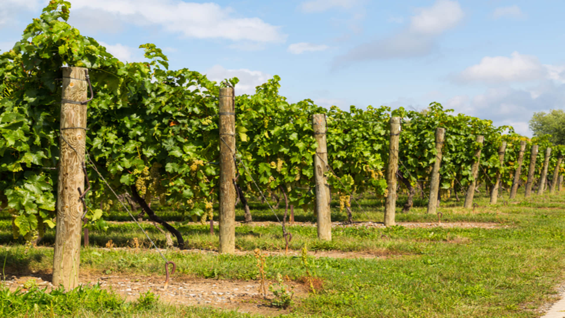 Tree Farming Business Ideas in Hindi Earn Lakhs of Rupees After Starting Mahogany Safeda Sagwan Tree Farming