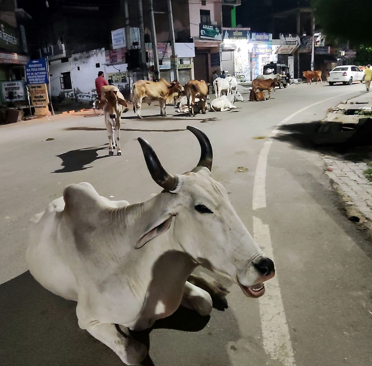 A destitute animal sitting on the streets became a cause of trouble