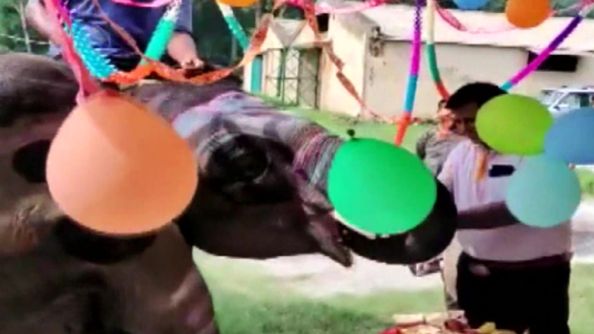 Forest Department officials celebrated birthday of 4 year old Sawan  at Kalagarh elephant camp in Bijnor