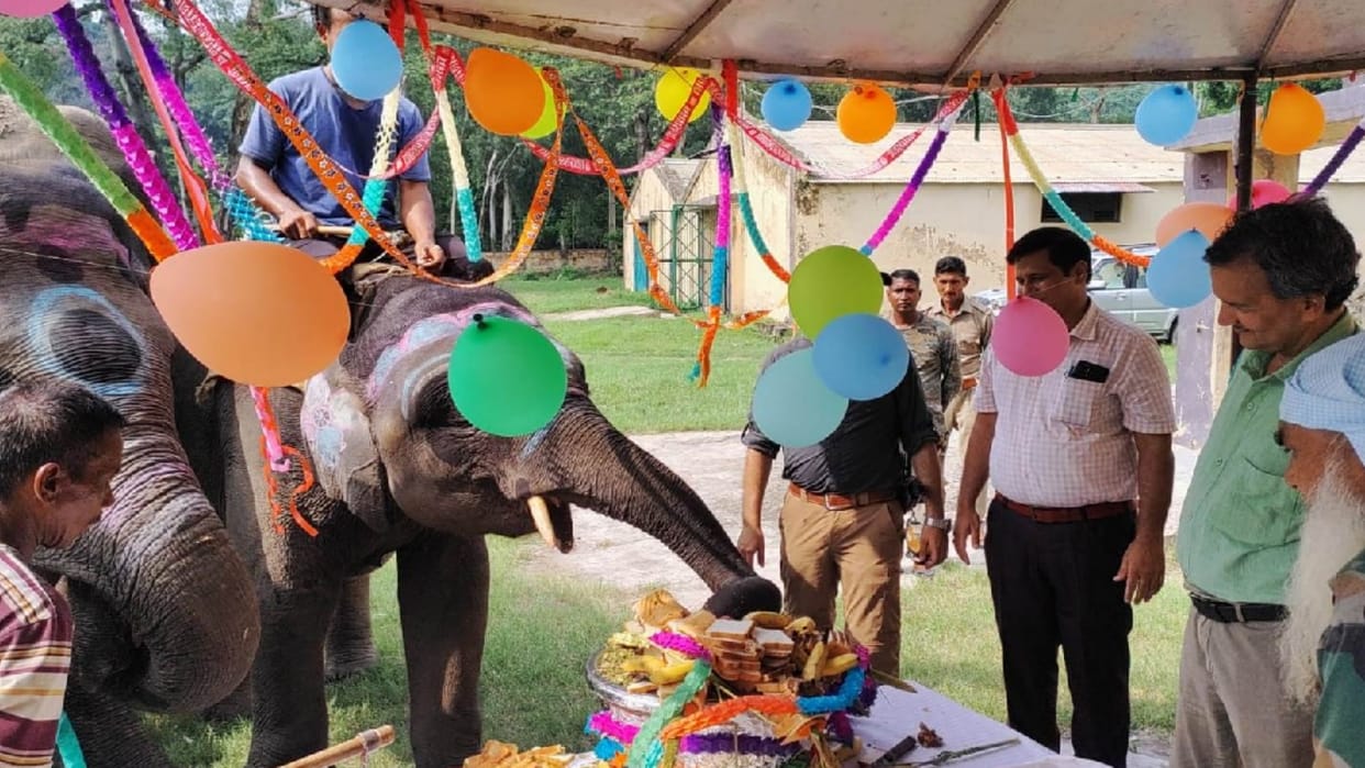 Forest Department officials celebrated birthday of 4 year old Sawan  at Kalagarh elephant camp in Bijnor
