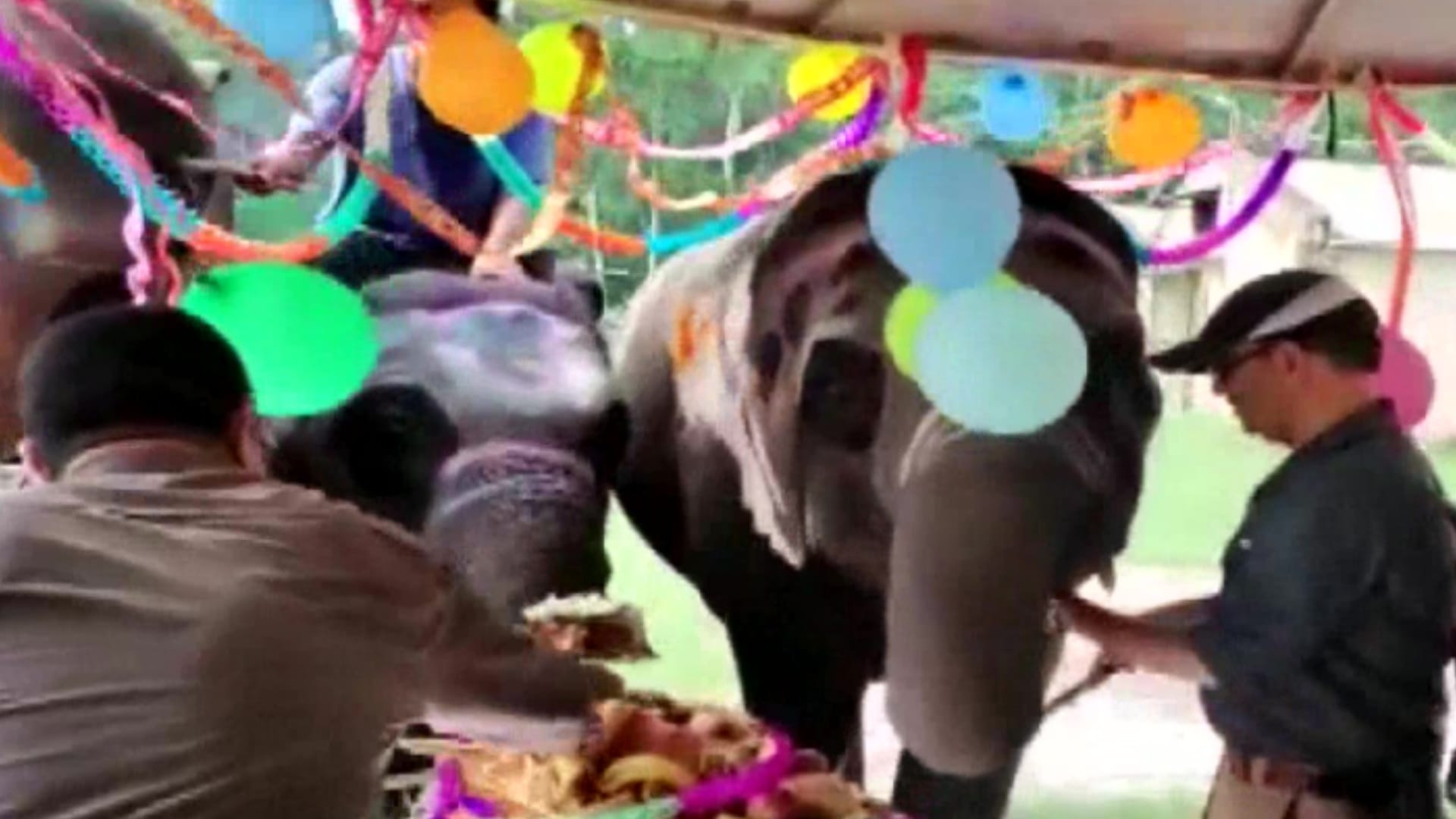 Forest Department officials celebrated birthday of 4 year old Sawan  at Kalagarh elephant camp in Bijnor