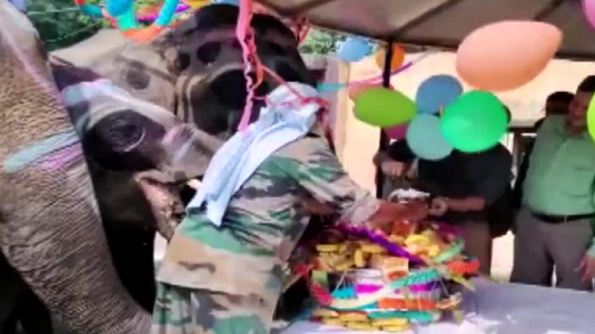 Forest Department officials celebrated birthday of 4 year old Sawan  at Kalagarh elephant camp in Bijnor