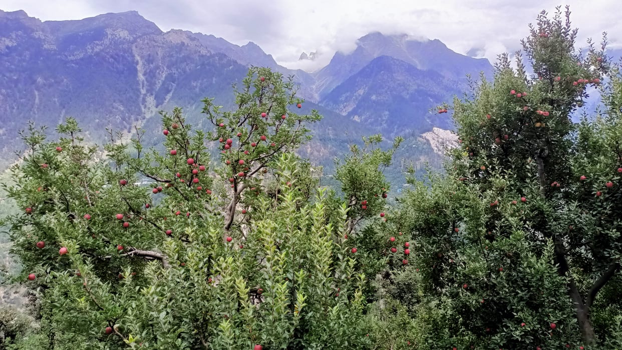 kinnaur apple get good prize in mandi