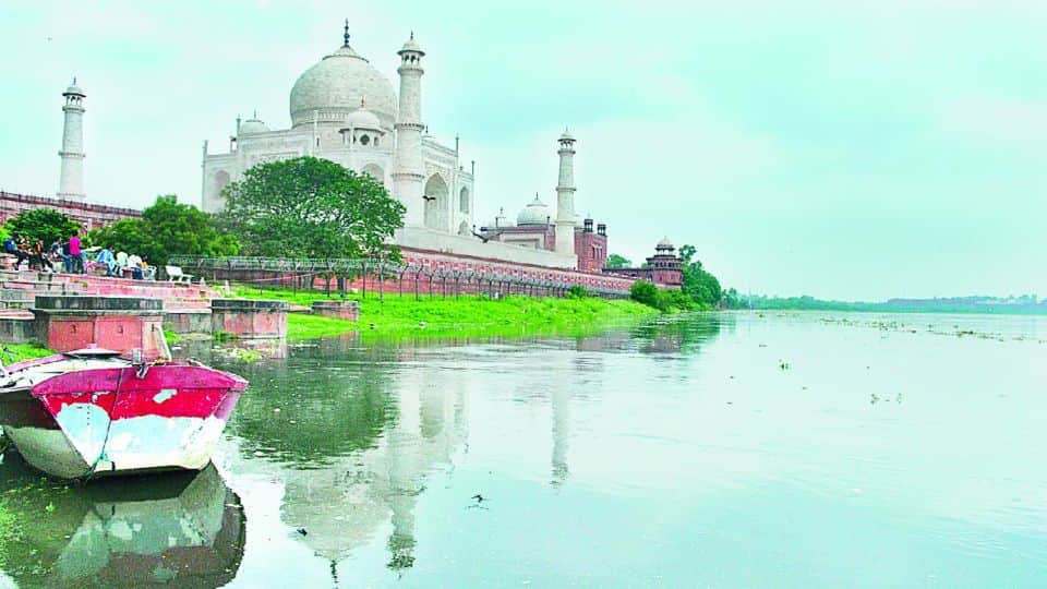 288 trees stand in the way of rubber dam project in Agra