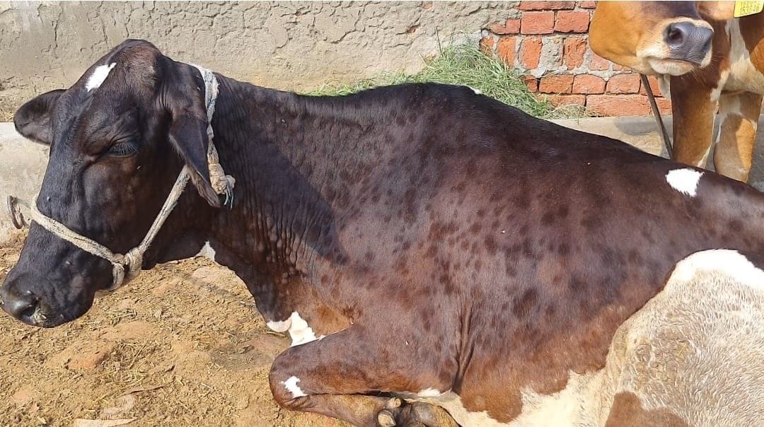 Animal Husbandry Department active when symptoms of lumpy skin viral disease appear
