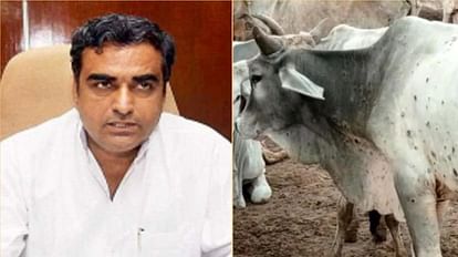 Rajasthan:दो लाख गोवंशों में फैला लंपी वायरस, पशुपालन मंत्री ने मिशन मोड पर  काम के दिए निर्देश - Animal Husbandry Minister Lalchand Kataria On Lumpy  Skin Disease - Amar Ujala Hindi News