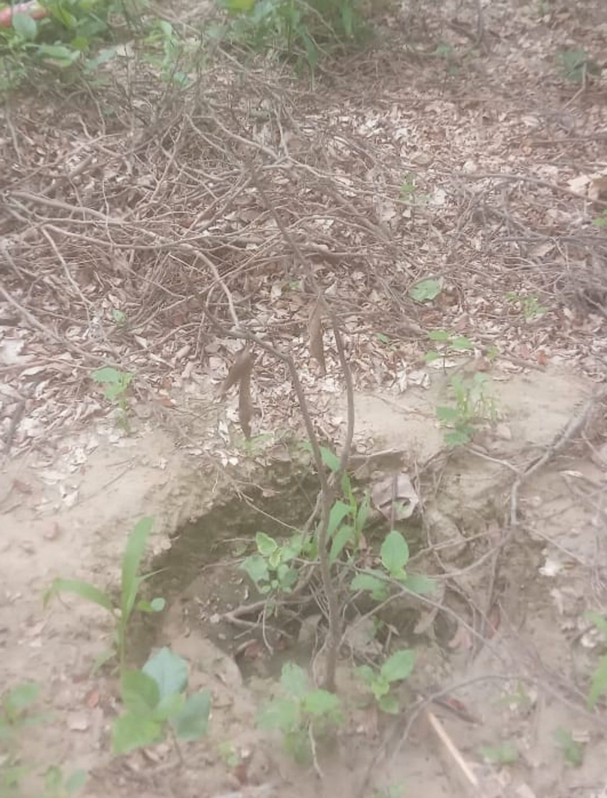 Two lakh plants dried up in a month, lots of greenery in papers