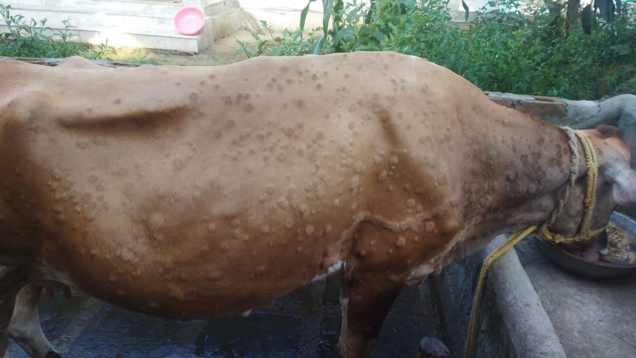 Symptoms of skin disease lumpi in the pet cow of Barsar region