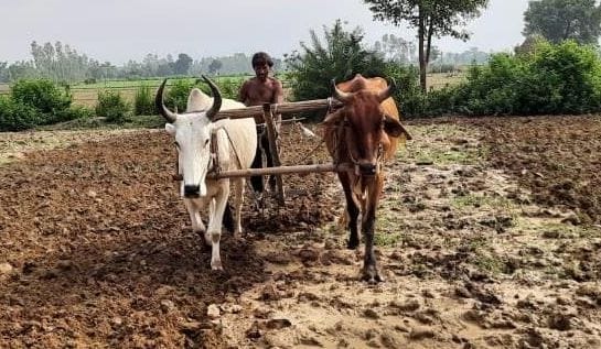 Hardoi, Plowing became expensive, then the bulls were remembered