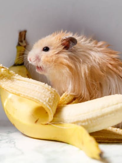 mouse