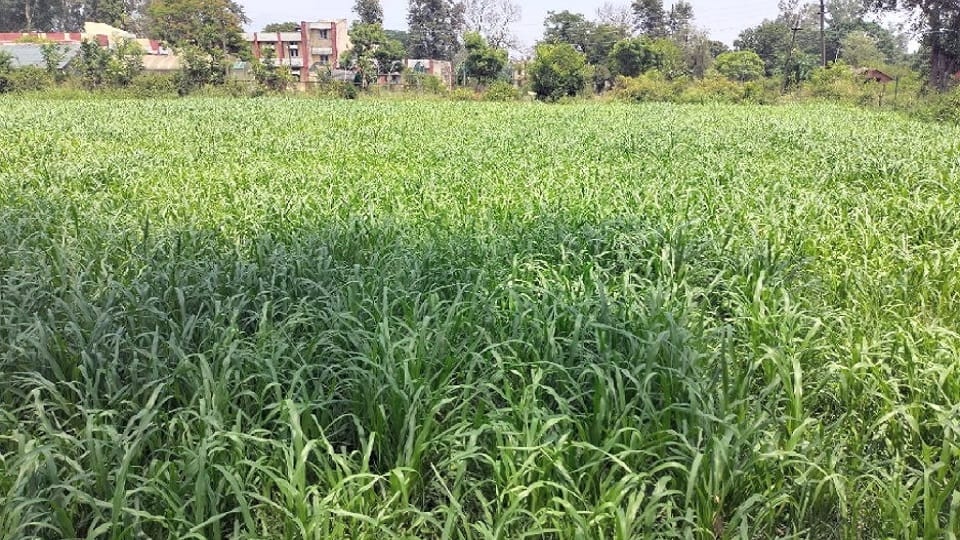 55 cattle died after consuming fodder in Dhabarsi Gram Panchayat of Amroha