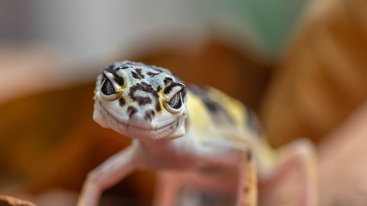satpura leopard gecko voice like snake know the about Leopard Gecko