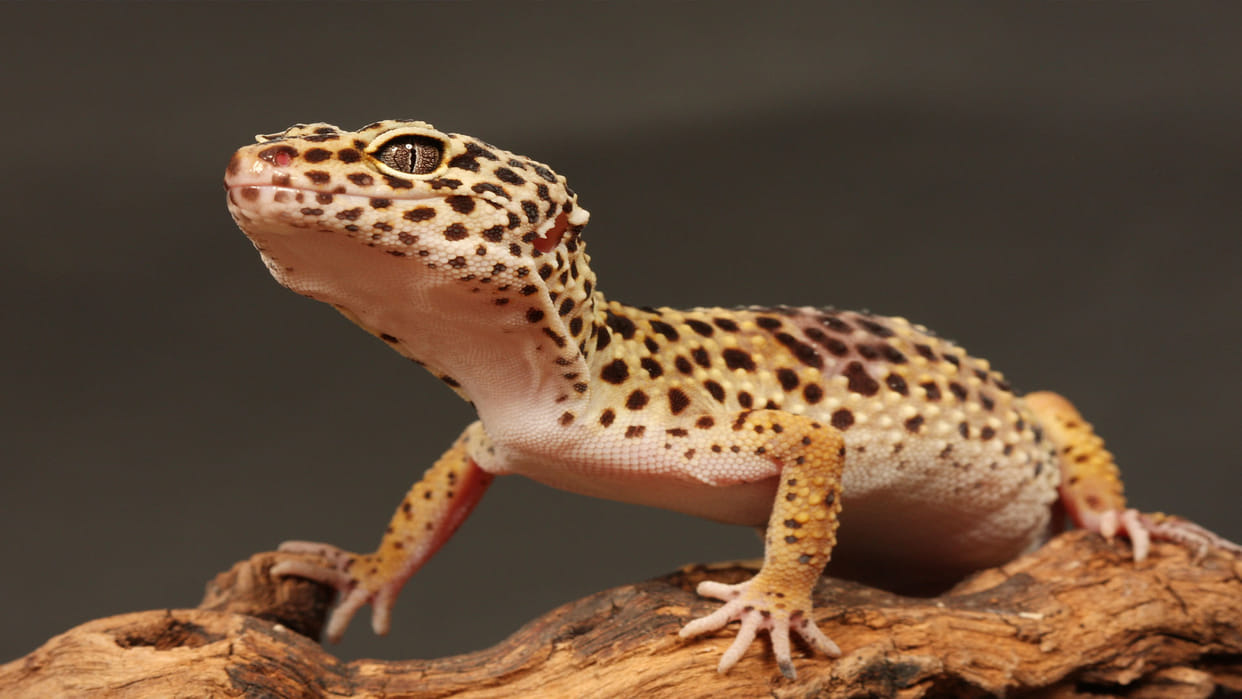 New species of flying geckos found in Mizoram Three elephants killed in Andhra Pradesh big news in hindi