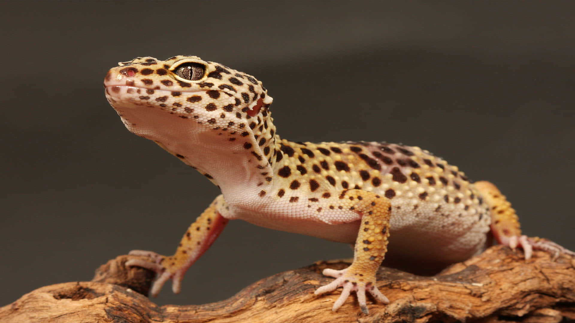 satpura leopard gecko voice like snake know the about Leopard Gecko