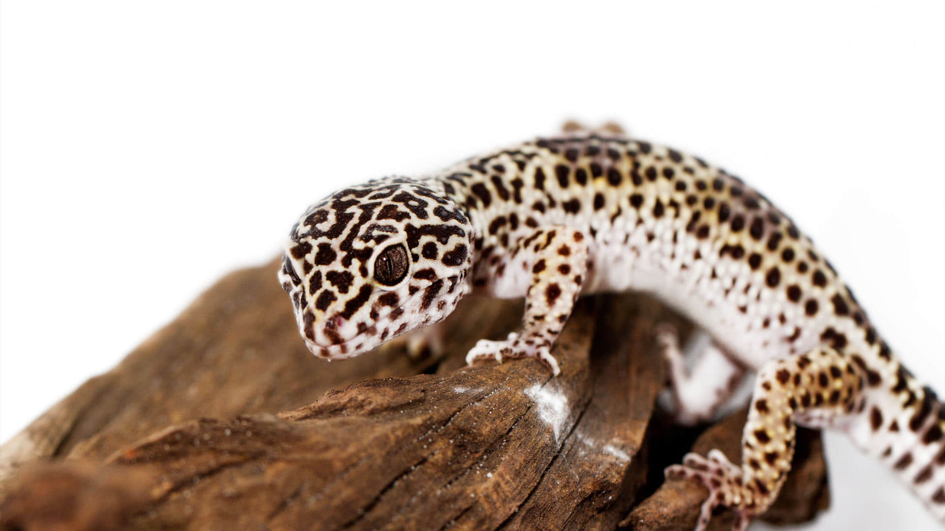 satpura leopard gecko voice like snake know the about Leopard Gecko