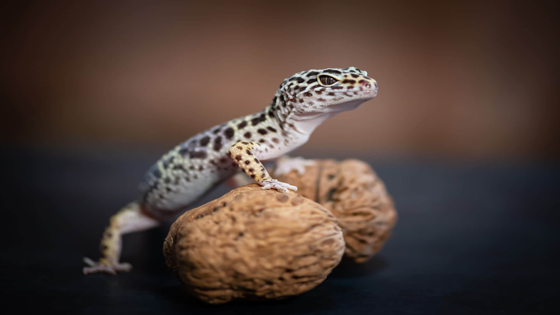 satpura leopard gecko voice like snake know the about Leopard Gecko